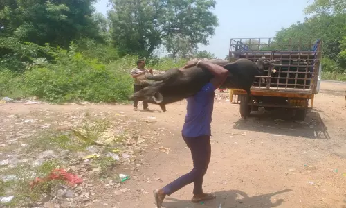 பண்ருட்டி நகரில் தெருவில் சுற்றித் திரிந்த பன்றிகளை பிடிக்கும் பணி