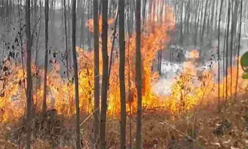 மரங்கள் தீப்பிடித்து எரிந்து நாசம்