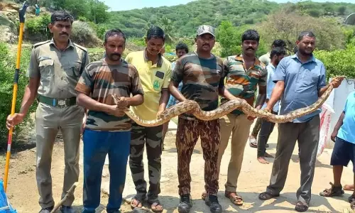 குடியிருப்பு பகுதியில் புகுந்த மலைப்பாம்பு