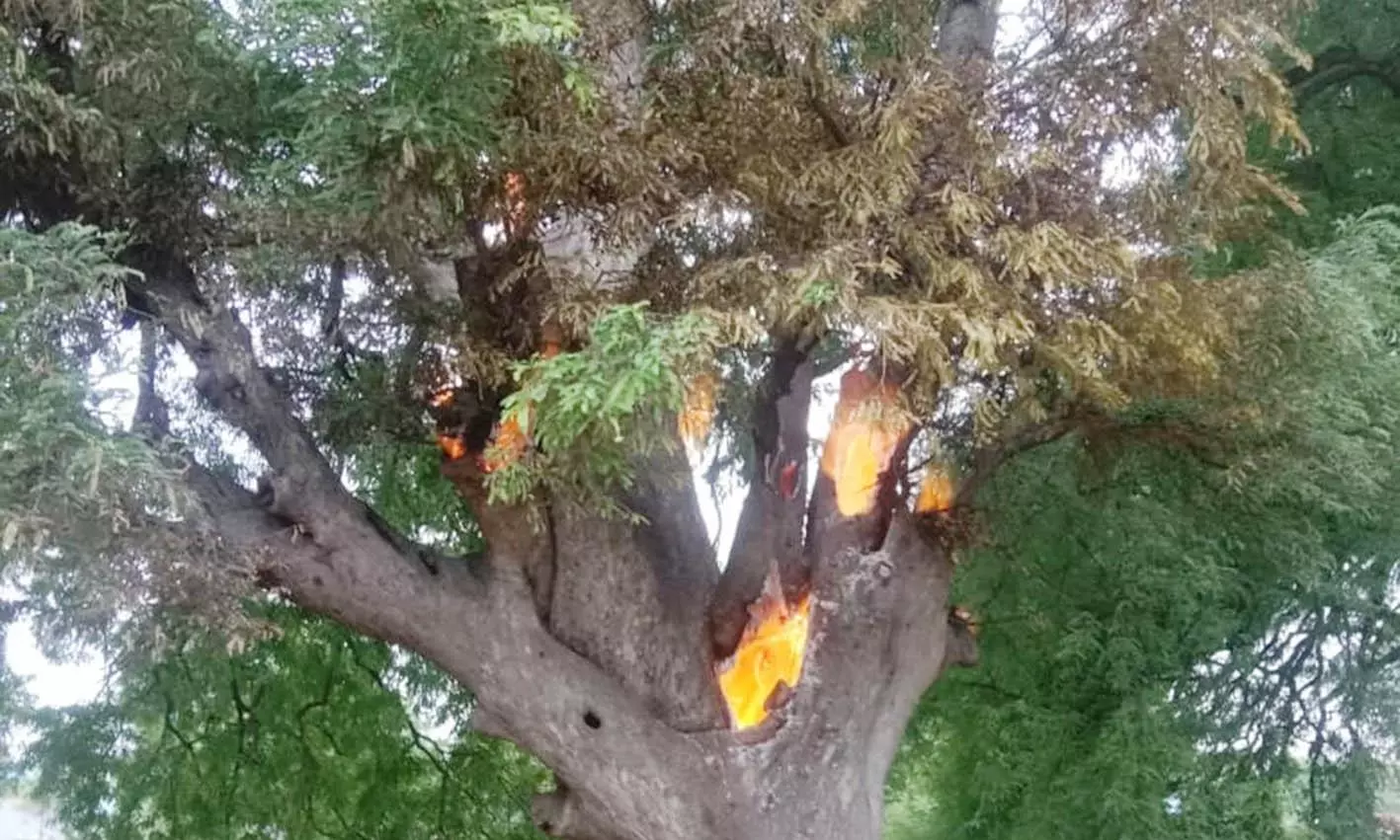 குப்பைக்கு வைத்த தீயால் எரிந்த புளிய மரம் குப்பைக்கு வைத்த தீயால் எரிந்த புளிய மரம்