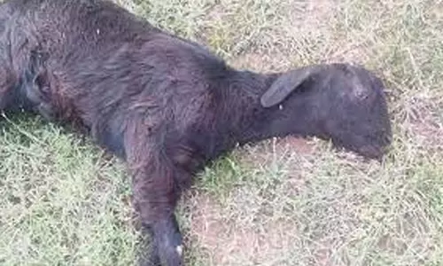 நாய் கடித்து ஆடுகள், கோழிகள் பலி