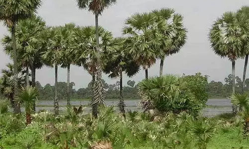 உடுமலை ஏழு குளம், கரைகளில் பனை மரங்களை பாதுகாக்க நடவடிக்கை எடுக்கப்படுமா?