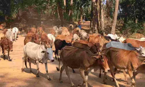 மர்மவிலங்குகள் கடித்து கால்நடைகள் உயிரிழப்பதை தடுக்க நிரந்தர தீர்வு - ஜமாபந்தியில் வலியுறுத்தல்
