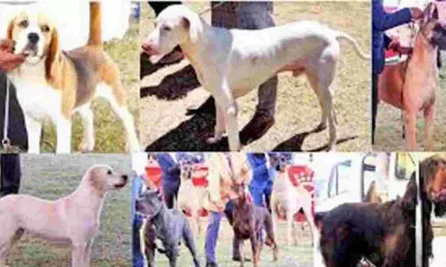 ஏற்காடு கோடை விழாவில் செல்லப்பிராணிகள் கண்காட்சி