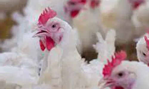 கோழிப்பண்ணை தீ வைத்து எரிப்பு