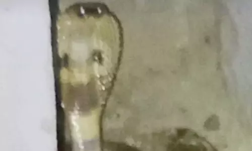 வேடசந்தூரில் சமையல் அறையில் புகுந்த 7 அடி நீள கருநாகம்