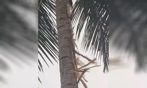 மின்னல் தாக்கியதில் தென்னை மரம் சேதம்