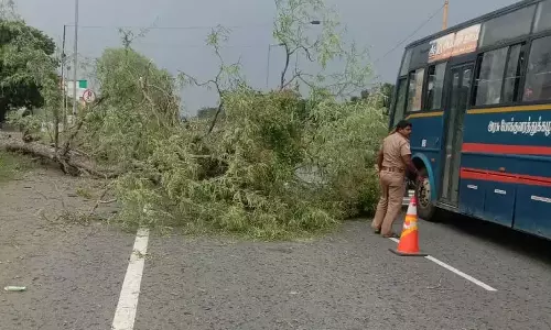 புளியமரம் வேரோடு சாய்ந்து சாலையில் விழுந்ததால் போக்குவரத்து பாதிப்பு