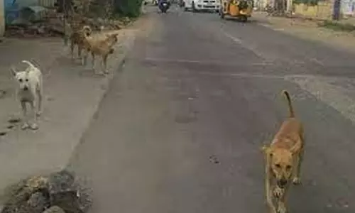 தெருநாய்கள் தொல்லையால் வாகன ஓட்டிகள் அவதி