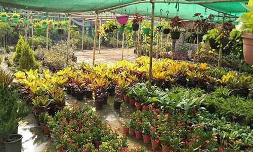 சேலம், நாமக்கல் மாவட்டங்களில் உரிமம் இல்லாமல் நர்சரியில் செடிகள் விற்றால் கடும் நடவடிக்கை