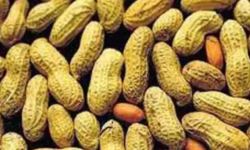 சாலைப்புதூர் விற்பனை கூடத்தில் நிலக்கடலை காய் ரூ.11.84 லட்சத்துக்கு ஏலம்