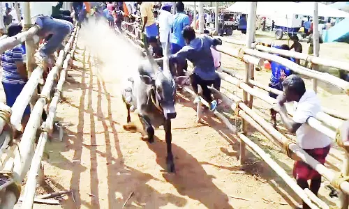 காளை விடும் திருவிழா