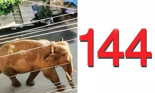 ஊருக்குள் புகுந்த அரிசிக்கொம்பன் யானை... கம்பத்தில் 144 தடை உத்தரவு அமல்