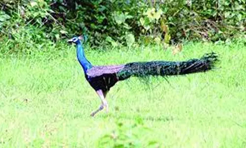 கபிலர்மலை பகுதியில் விவசாயத் தோட்டத்தில் மயில்கள் தொல்லை