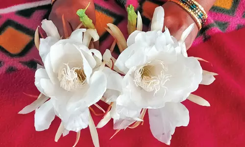 வீட்டுத் தோட்டத்தில் பூத்த பிரம்ம கமலம் பூக்கள்