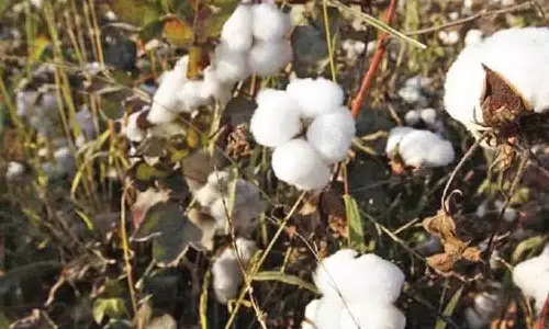 நூல் ஆர்டர் இல்லாத நேரத்தில் பஞ்சு விலை குறைந்தும் பயன் இல்லை - நூற்பாலைகள் கவலை