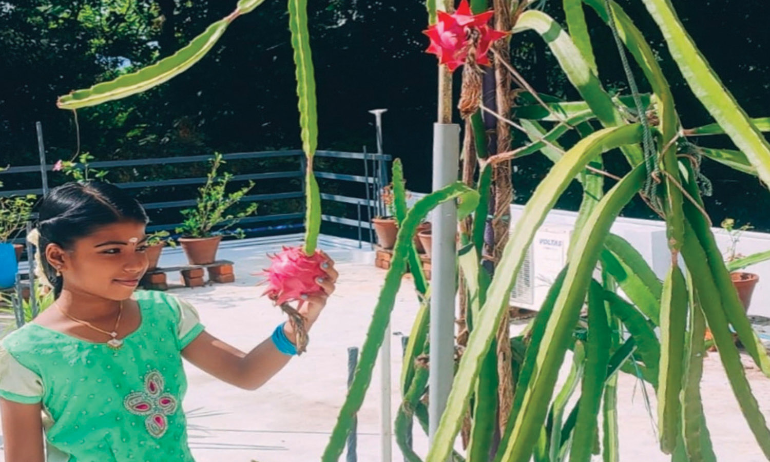 திருவட்டார் அருகே மாடித் தோட்டத்தில் விளைந்த டிராகன் பழங்கள்