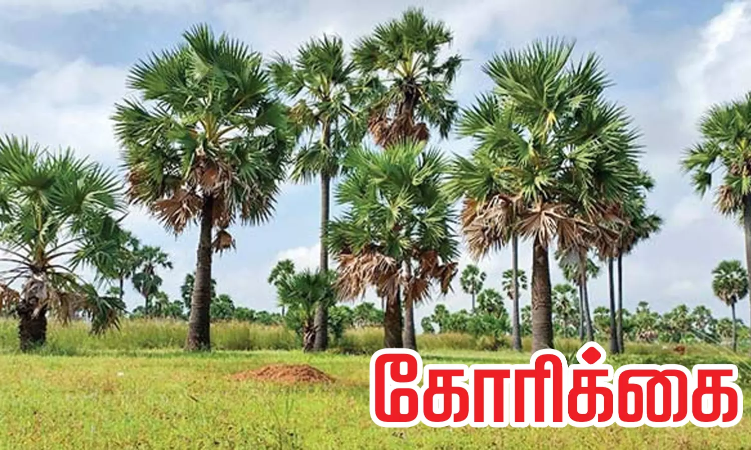 மீனவர்களை போன்று பனை தொழிலாளர்களுக்கு நிவாரணம் வழங்க வேண்டும்-முதல்-அமைச்சருக்கு கோரிக்கை மீனவர்களை போன்று பனை தொழிலாளர்களுக்கு நிவாரணம் வழங்க வேண்டும்-முதல்-அமைச்சருக்கு கோரிக்கை