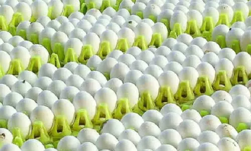 சத்துணவு திட்ட முட்டைக்கு தேசிய குழு விலை நிர்ணயம் செய்யும்- கோழி பண்ணையாளர் சங்கம்