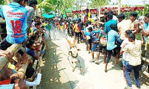 காளைகள் முட்டி 5 பேர் காயம்