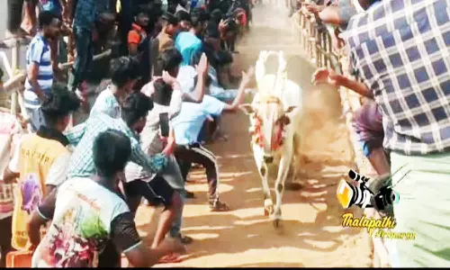எருது விடும் விழாவில் சீறிப்பாய்ந்த காளைகள்