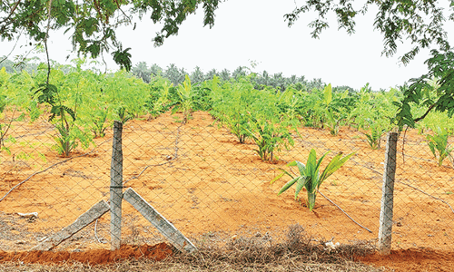 உடன்குடி பகுதியில் தென்னை, முருங்கை பயிரிடுவதில் விவசாயிகள் தீவிரம்