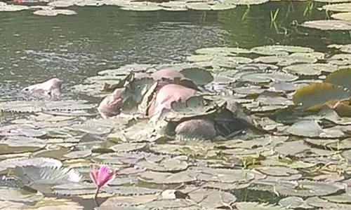 ஊரணியில் மூழ்கி முதியவர் பலி