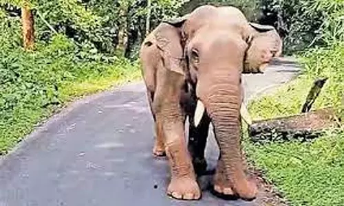 ஊருக்குள் புகுந்து காட்டுயானை அட்டகாசம்