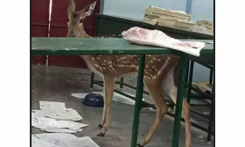 தண்ணீருக்காக வழி தவறிய புள்ளிமான் மீட்பு