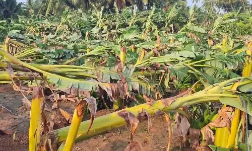 கோபிசெட்டிபாளையம் பகுதியில் சூறாவளி காற்றில் 500 வாழைகள் சேதம்