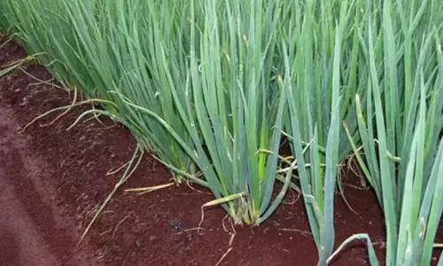 பெரம்பலூர் பகுதியில் சின்ன வெங்காய நடவு பணிகள் தீவிரம்