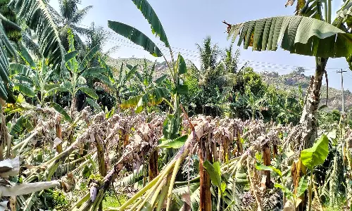 சூறைக்காற்றுடன் மழை