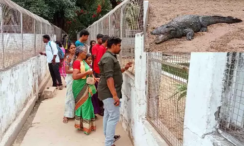 அமராவதி முதலைப்பண்ணையில் குவியும் சுற்றுலாப் பயணிகள்