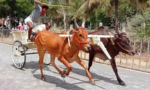 உடுமலை அருகே தி.மு.க. சார்பில் ரேக்ளா போட்டி