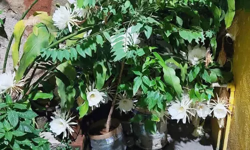 தேன்கனிக்கோட்டையில் பூத்து குலுங்கிய பிரம்ம கமலம் பூ