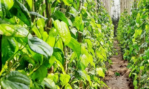 கடத்தூரில் வெற்றிலை விலை கடும் சரிவு