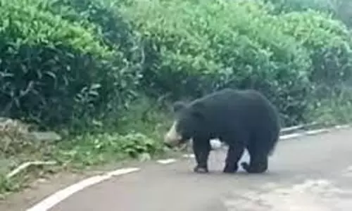 கோத்தகிரியில் குடியிருப்பு பகுதியில் உலா வந்த கரடி