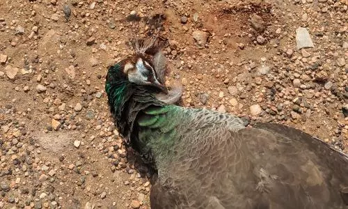 தடாகம் அருகே இறந்த நிலையில் மயில் மீட்பு