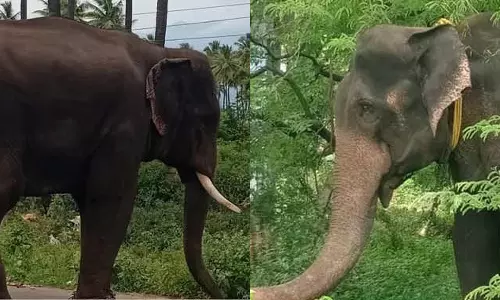 தேனி மாவட்டத்தில் 3-வது நாளாக பீதி: அரிசி கொம்பன் யானையை பிடிக்க முடியாமல் வனத்துறையினர் திணறல்