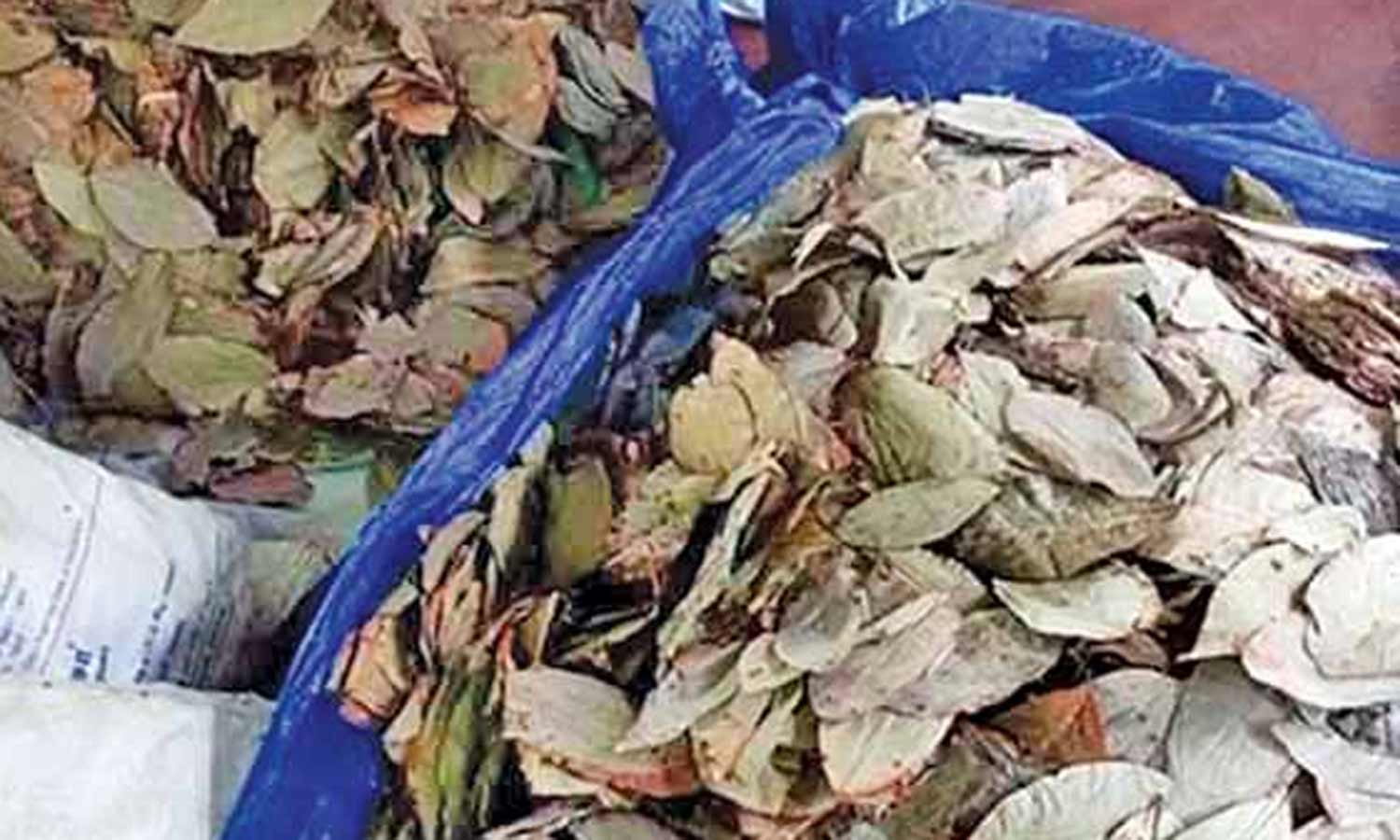 தூத்துக்குடியில் இருந்து இலங்கைக்கு கடத்த முயன்ற 2,500 கிலோ பீடி இலைகள் பறிமுதல்- டிரைவர் கைது