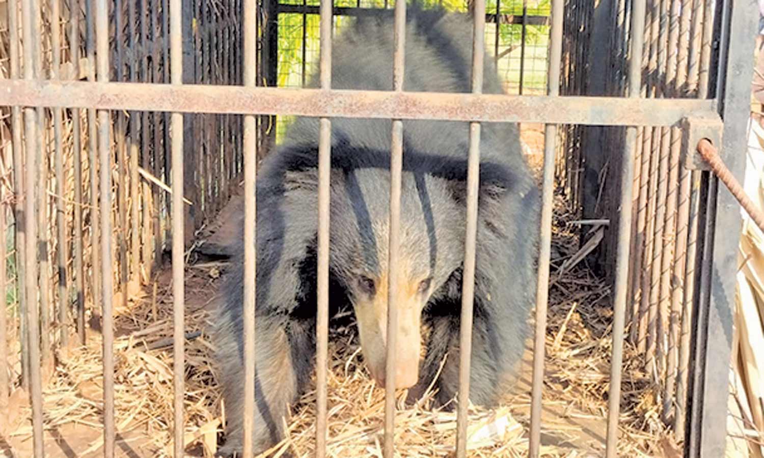 களக்காடு அருகே ஊருக்குள் புகுந்த கரடி சிக்கியது