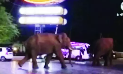 ஓட்டல் வளாகத்தில் நுழைந்த 2 யானைகள்- அச்சத்தில் உறைந்த சுற்றுலா பயணிகள்