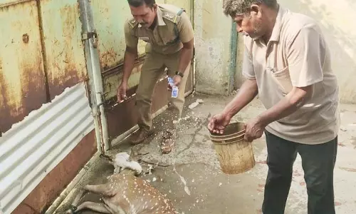 பள்ளி வளாகத்தில் புகுந்த புள்ளி மான் மீட்பு