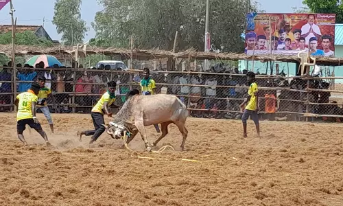 கோவில்பட்டியில் வடமாடு மஞ்சுவிரட்டு