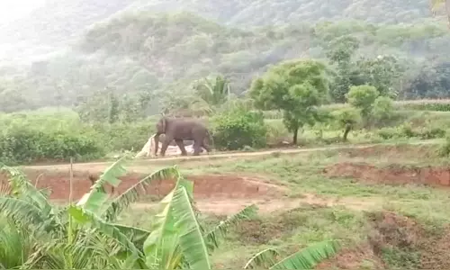 மா, வாழை தோப்புகளிலும் புகுந்து சூறையாடி 2 யானைகள் அட்டகாசம்