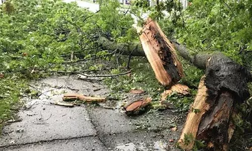 பந்தலூரில் பலத்த மழை-3 இடங்களில் மரங்கள் விழுந்தன