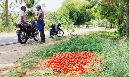 விலை சரிவால் தக்காளிகளை சாலையில் கொட்டி சென்ற விவசாயிகள்