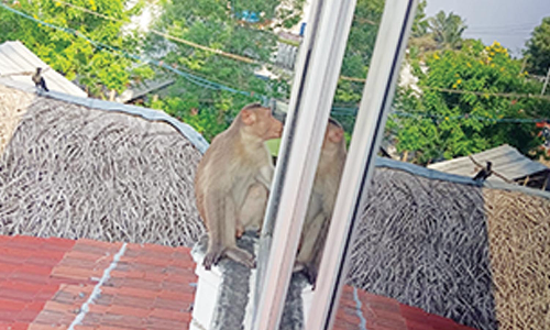 குடியிருப்பு பகுதிகளில் சுற்றித்திரியும் குரங்குகளால் பொதுமக்கள் அவதி