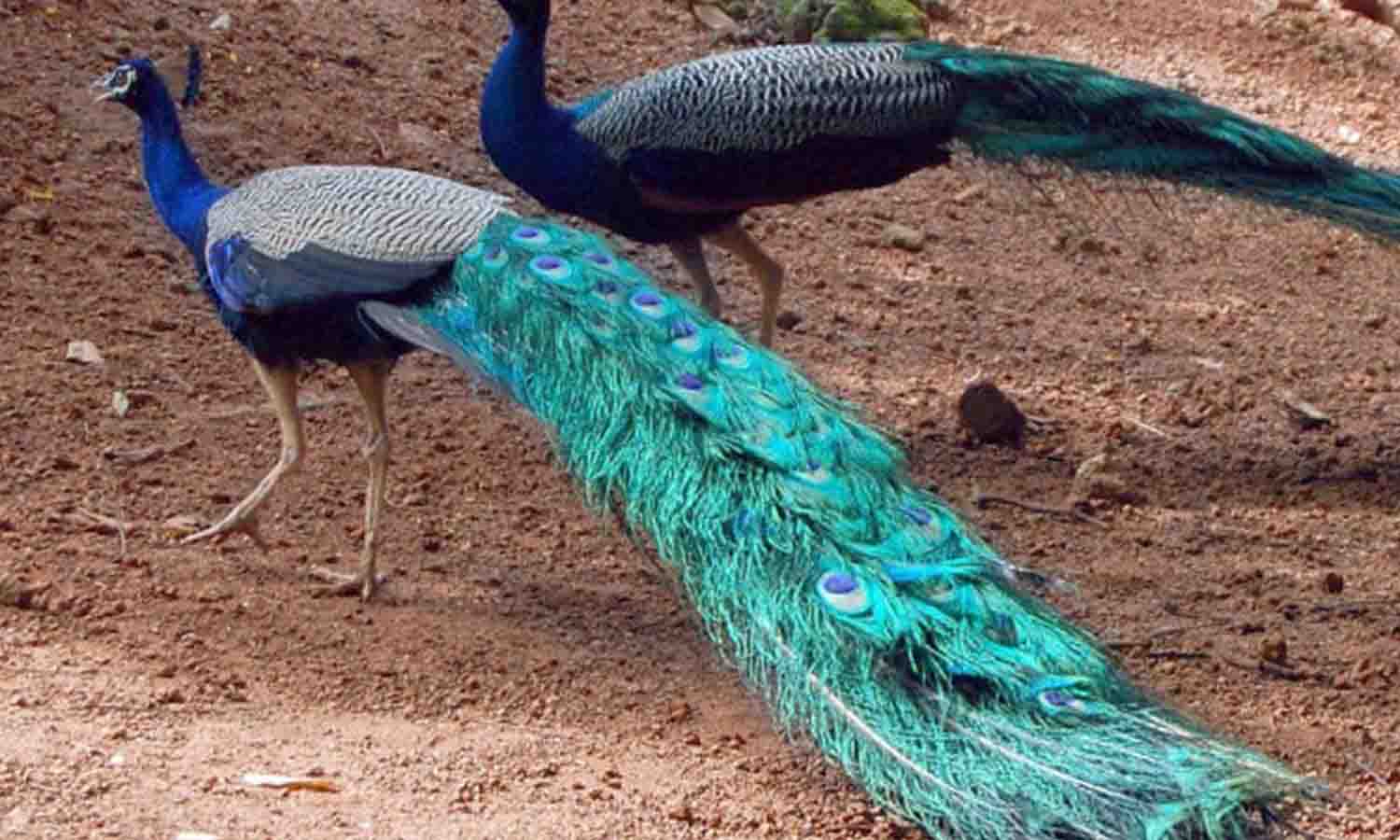 வளர்ப்பு பிராணிகளாக மாறி வரும் மயில்கள் பயிர்களை சேதப்படுத்துவதால் விவசாயிகள் கவலை