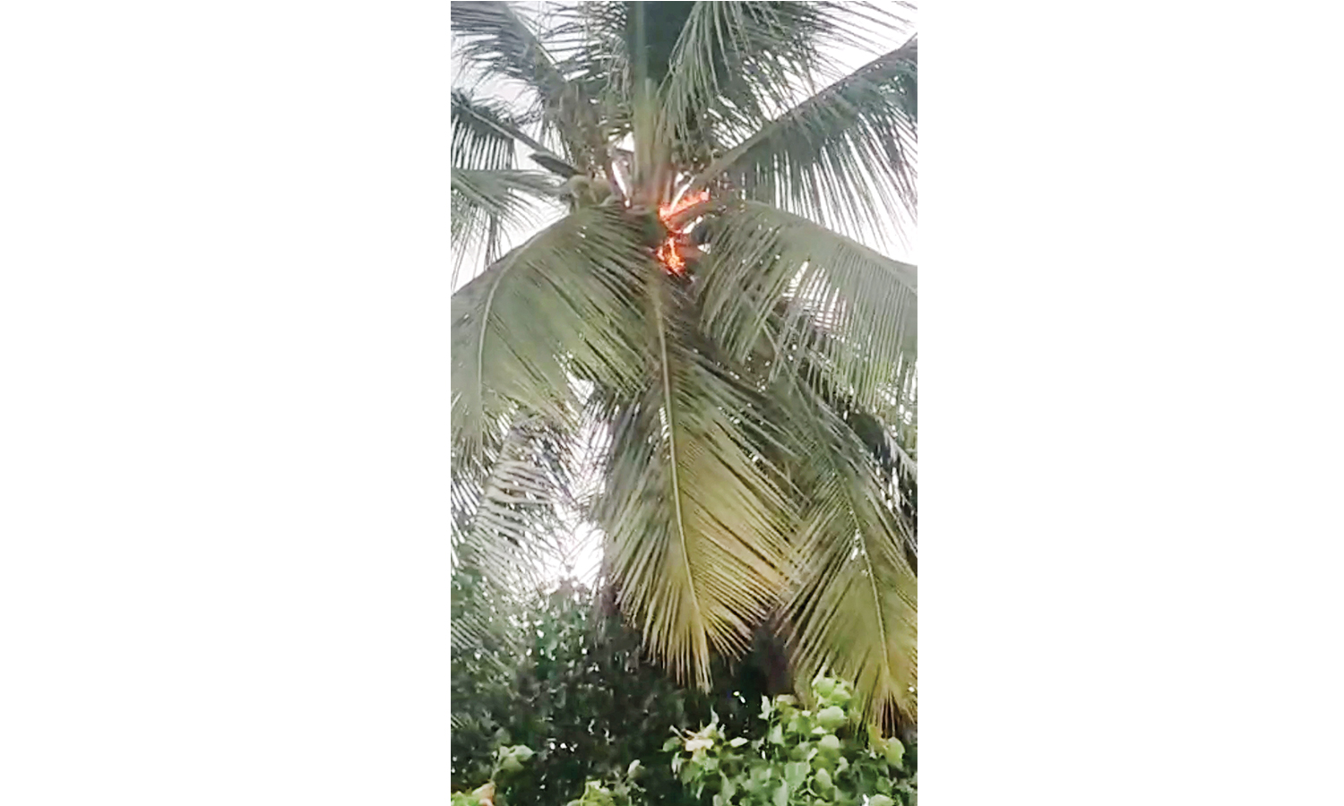 போடி அருகே மின்னல் தாக்கி பற்றி எரிந்த தென்னை மரம்